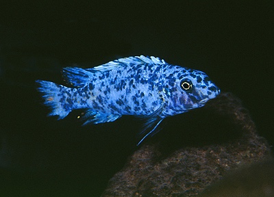 Labeotropheus trewavasae 'Likoma Island'